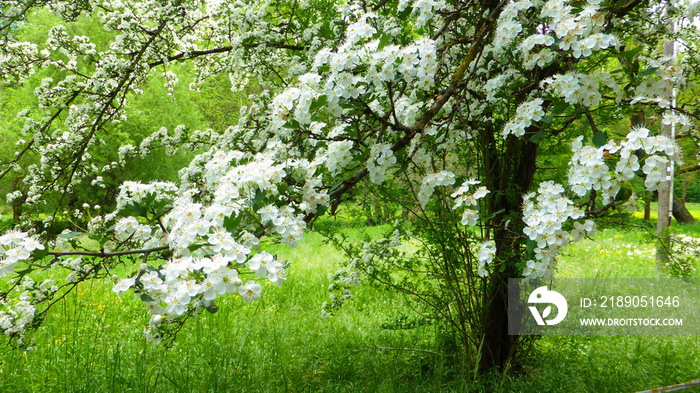 hawthorn blossom in spring in Germany