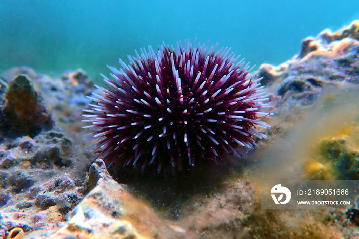 Underwater Mediterranean purple sea urchin - Sphaerechinus granularis