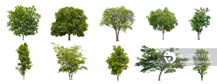 Set beautiful trees isolated on white background, Collection of Isolated Trees on white.