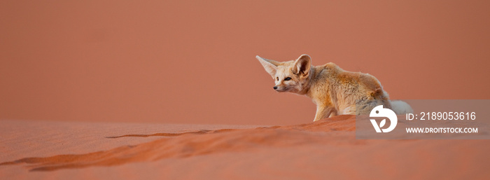 Zorro del Desierto, Desierto del Sahara, Merzouga, Marruecos, Africa