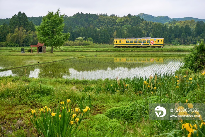 春のいすみ鉄道　黄色い菖蒲とローカル線　大多喜駅付近