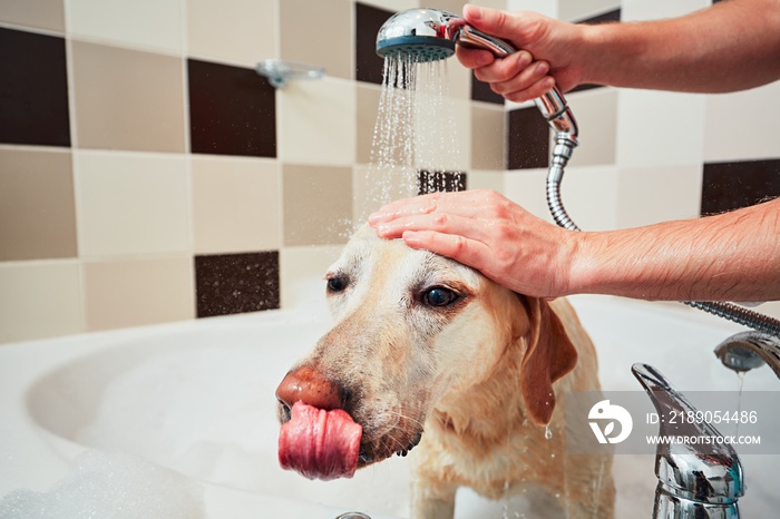 Dog taking a bath