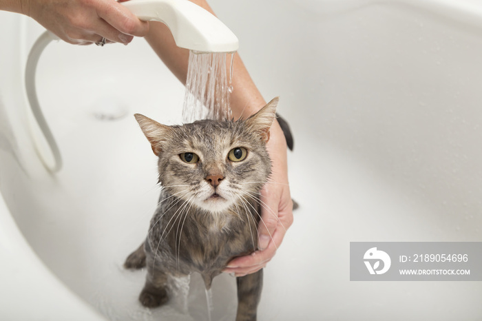 猫在洗澡