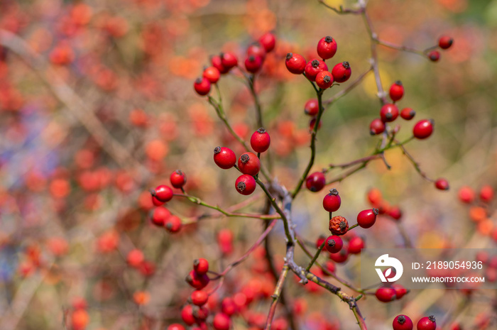 Ripened rose hips on shrub branches, red healthy fruits of Rosa canina plant, late autumn harvest