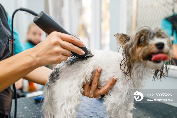 Groomer with hair clipper grooming little dog