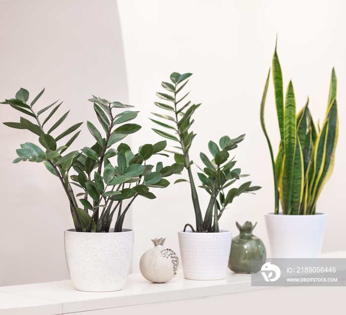 桑给巴尔宝石，Zamioculcas，白底桑塞维里亚植物