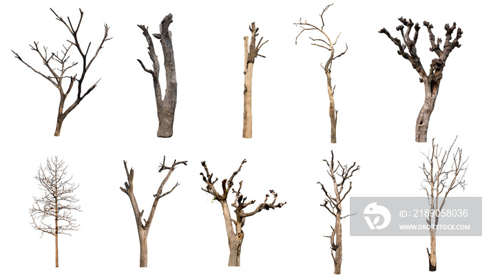 isolated Dead tree Collection on White Backdrop