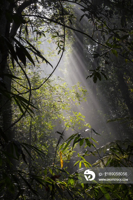 Sunlight rays pour through leaves in a rainforest at Sinharaja F