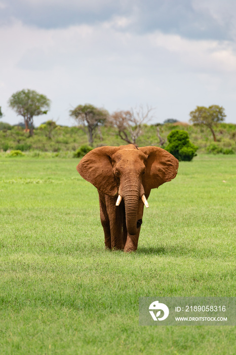 elephant in the savanna