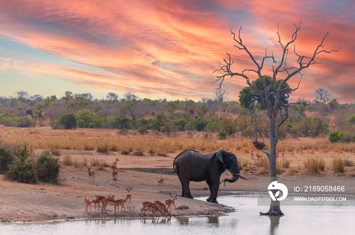 日落前，大象和一群黑斑羚聚集在一个干净的水池旁，喝水并战胜excessiv