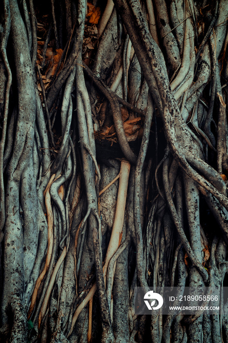 The roots and stems of the banyan tree are densely packed, looking cluttered as the surface of the w
