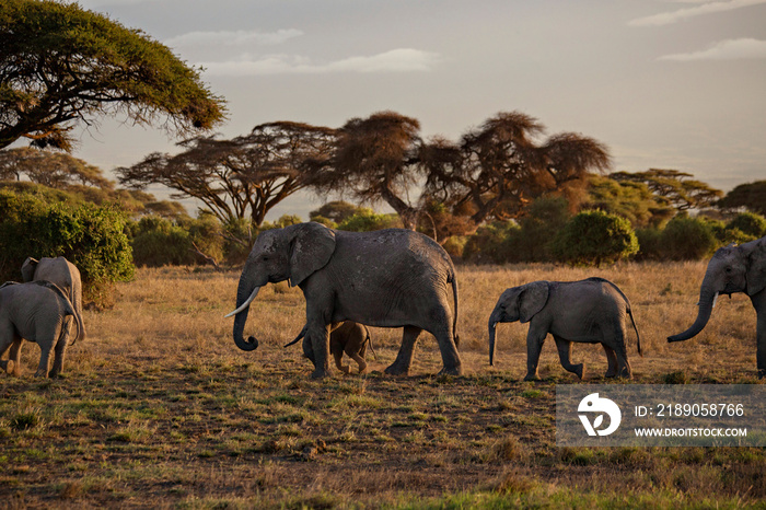 肯尼亚安博塞利国家公园日出时非洲象群