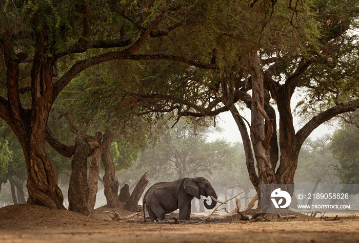 非洲丛林大象-津巴布韦马纳普尔国家公园的Loxodonta africana，站在