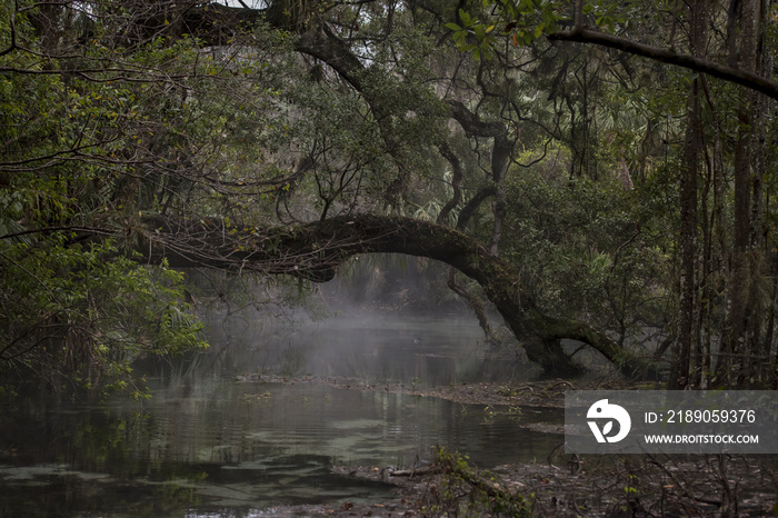 Fallen tree covered with moss and a flowing stream in the forest