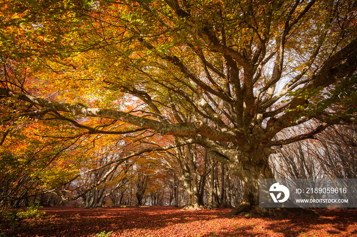 Grande faggio europeo monumentale (Fagus sylvatica)