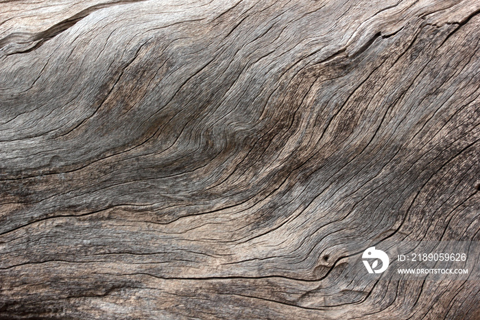 tree trunk texture abstract background