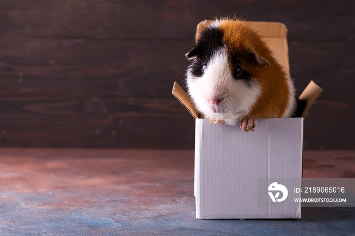 Teddy guinea pig climbing on box in front of dark stone background