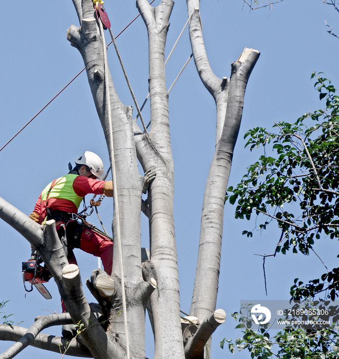 Woodcutter