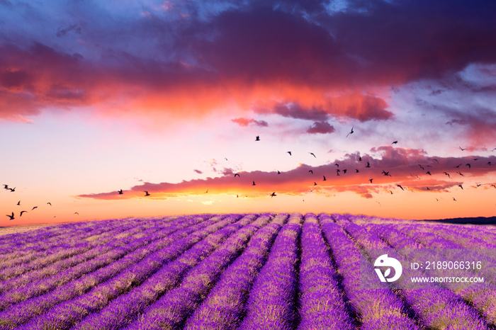 Tramonto infuocato sui campi di lavanda provenzali