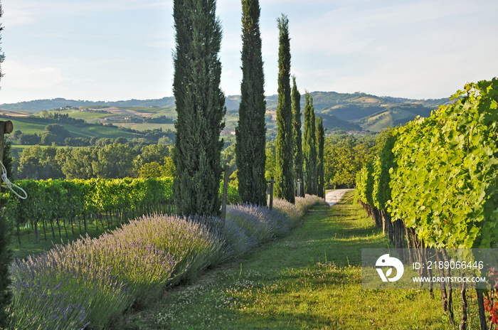 La campagna marchigiana - Vigneti colline di Urbino