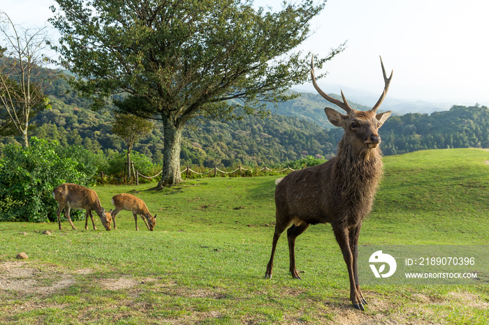 Doe Deer与自然景观