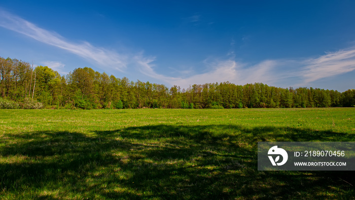 Shadow in the meadow and forest on a sunny day.