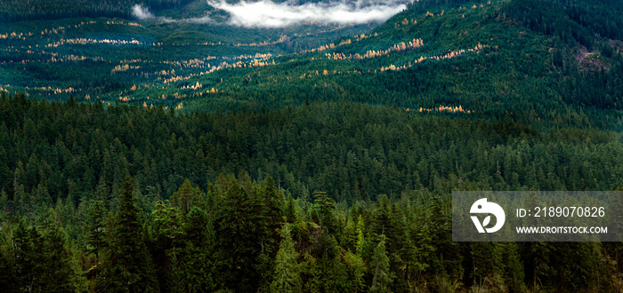 Whistler Forest, British Columbia