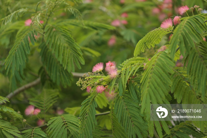 Mimosa tenuiflora pink flowering beautiful tree in Cyprus,