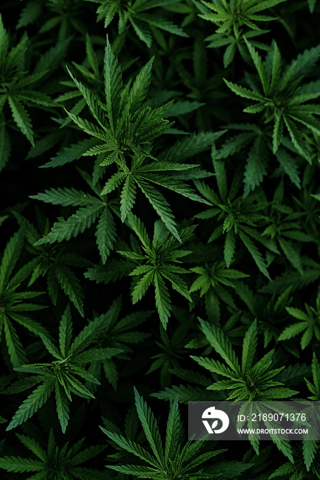 大麻嫩芽的背景。在农场种植有机大麻。大麻壁纸。L