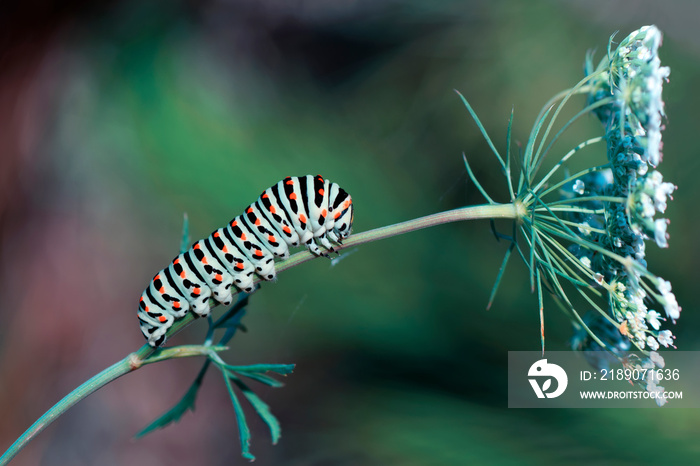 Beautiful caterpillar sitting on flower 
