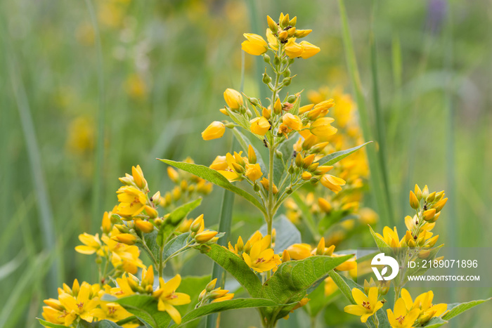 Lysimachia vulgaris,  yellow loosestrife, garden loosestrife yellow flowers closeup