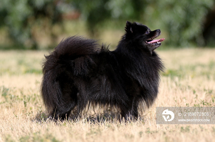 Summer outdoors portrait of beautiful cute black German miniature spitz. Fluffy, smiling pomeranian 