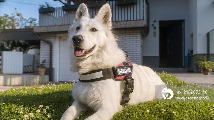 服务犬，一只美丽的白色瑞士牧羊犬，平静地躺在院子里。