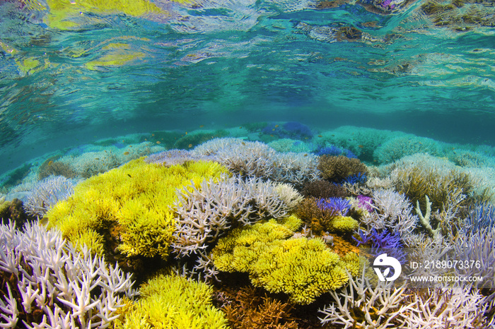 Fluorescing coral reef