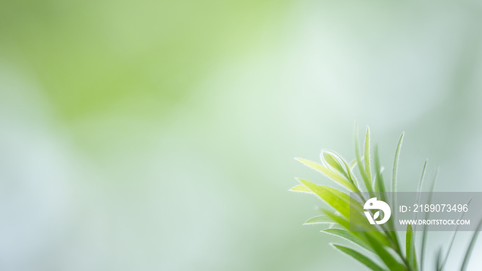 Green leaf for nature background with beautiful bokeh and copy space for text.