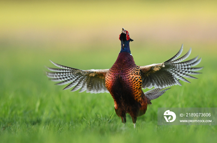 环颈雉（Phasianus colchicus）