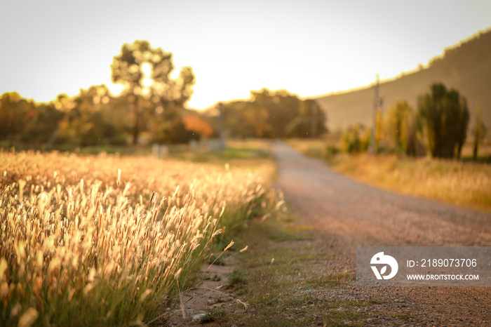 澳大利亚灌木丛中乡村公路旁的干草，色调金黄。背景自然图像机智