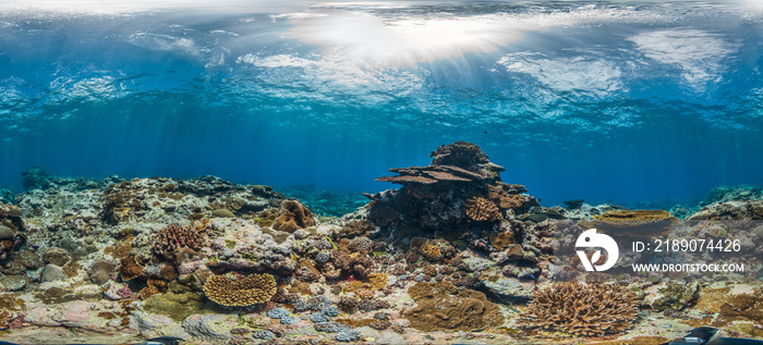 Healthy coral reef in American Samoa