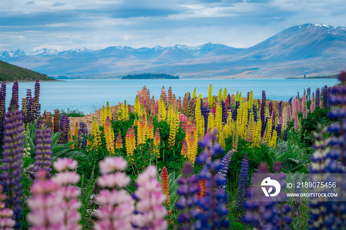 新西兰Tekapo Lupin湖景观