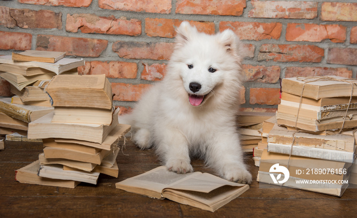 White fluffy Samoyed puppy dog with book