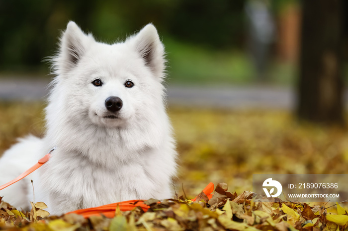 可爱的白色萨摩耶犬躺在秋天公园的落叶上