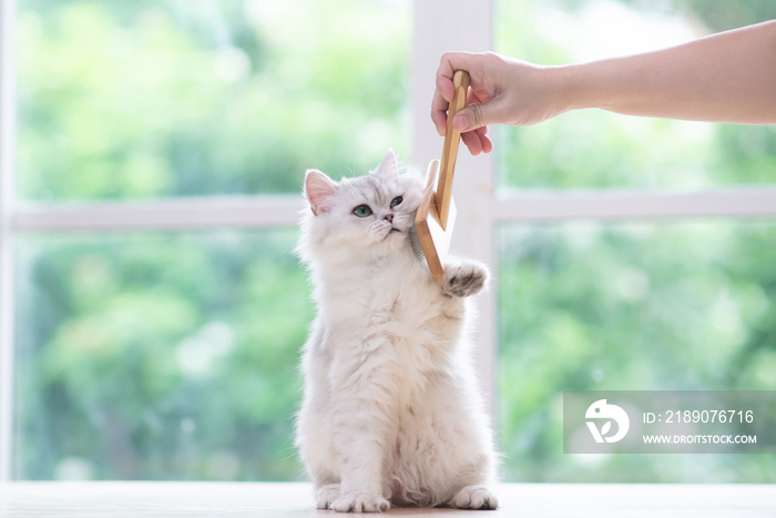 女人用梳子刷波斯猫