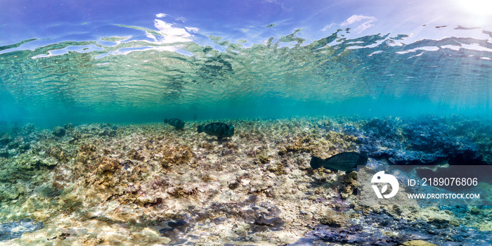 Healthy coral reef and school of fish in Palmyra panorama