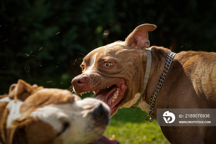 两只狗阿姆斯塔夫梗为争夺食物而打架。幼狗和老狗的攻击行为。