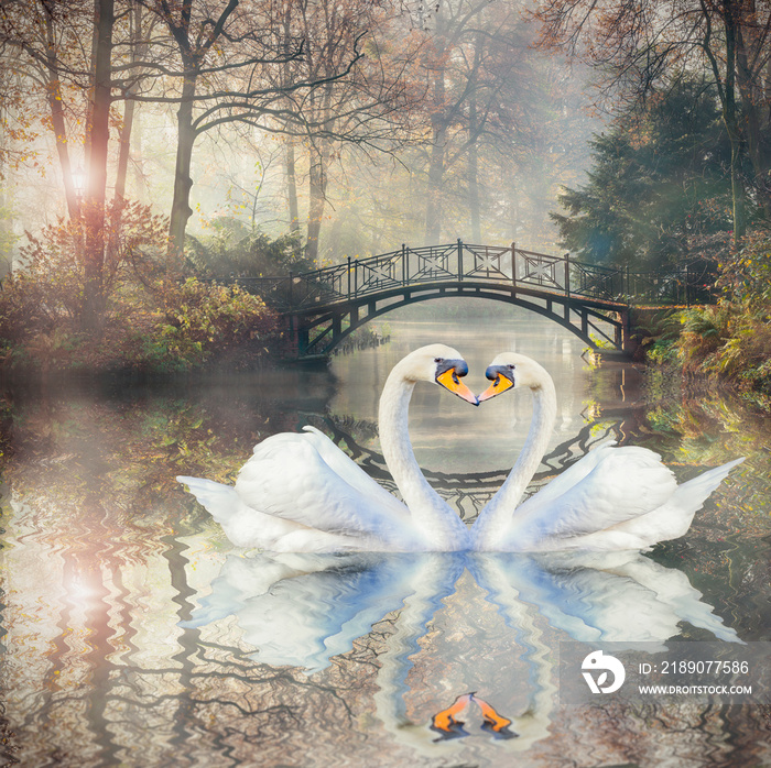 秋天的天鹅爱情风景，雾园中美丽的老桥。