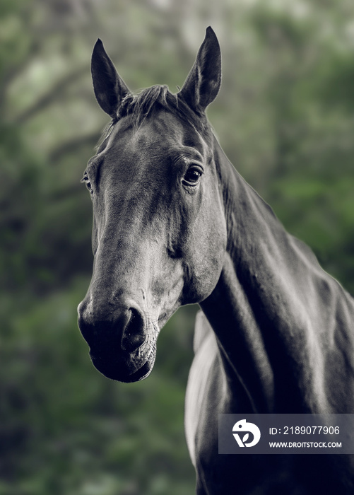 Grayscale shot of a beautiful horse in the barn