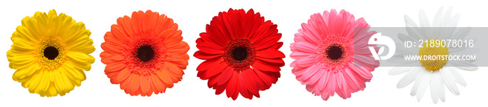 Collection beautiful delicate flowers gerberas and chamomile isolated on white background. Fashionab