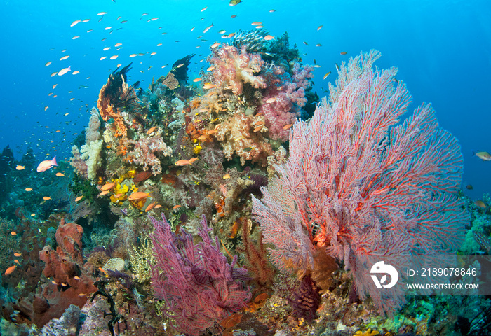 Healthy coral and fish