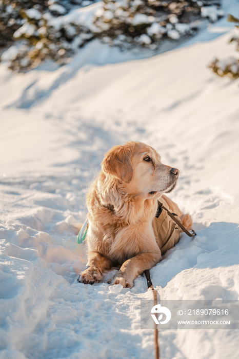 德国巴伐利亚州一座高高的雪山上，一只背着背包的金毛猎犬