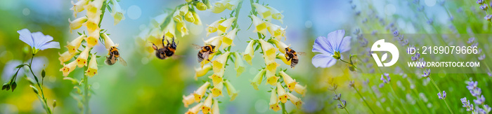 bumblebees on flowers in the garden close up